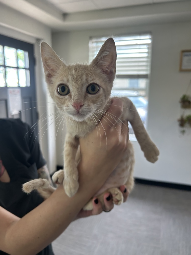 Nirvana, an adoptable Domestic Short Hair in Fort collins, CO, 80526 | Photo Image 2