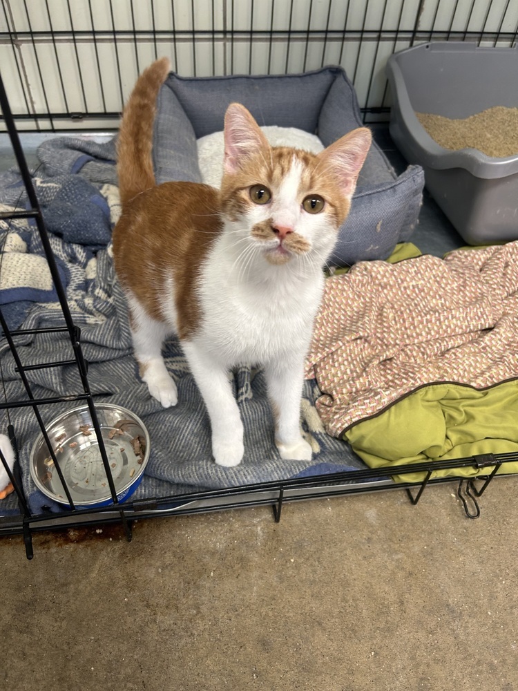 Roomba, an adoptable Domestic Short Hair in Fort collins, CO, 80526 | Photo Image 1