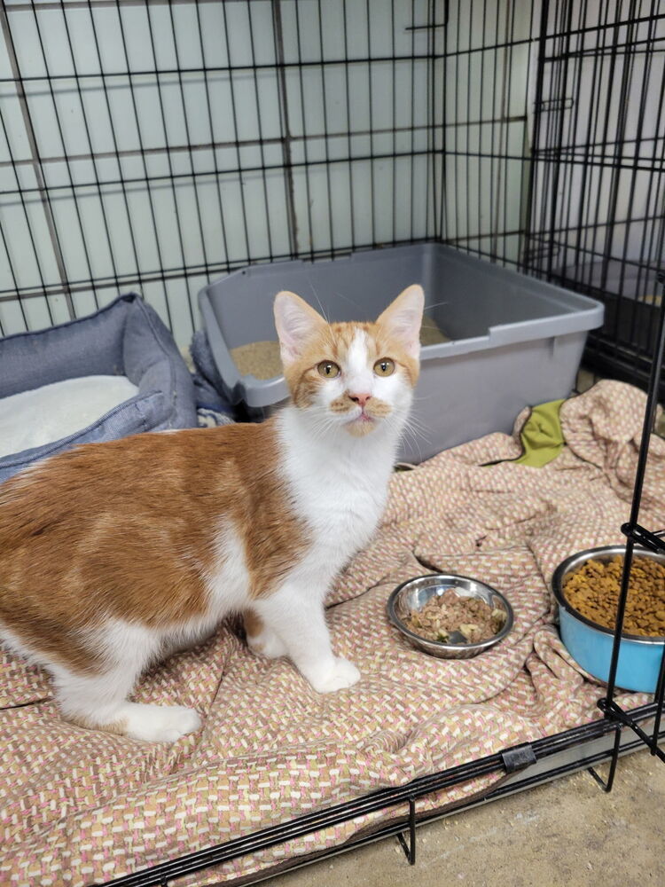 Roomba, an adoptable Domestic Short Hair in Fort collins, CO, 80526 | Photo Image 2