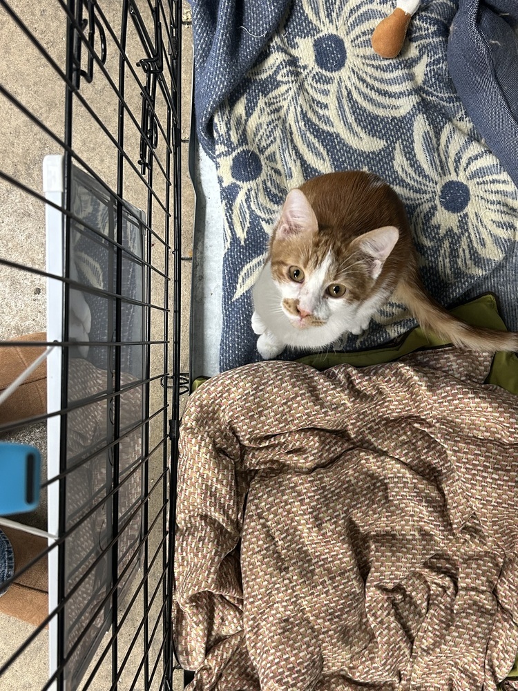 Roomba, an adoptable Domestic Short Hair in Fort collins, CO, 80526 | Photo Image 3
