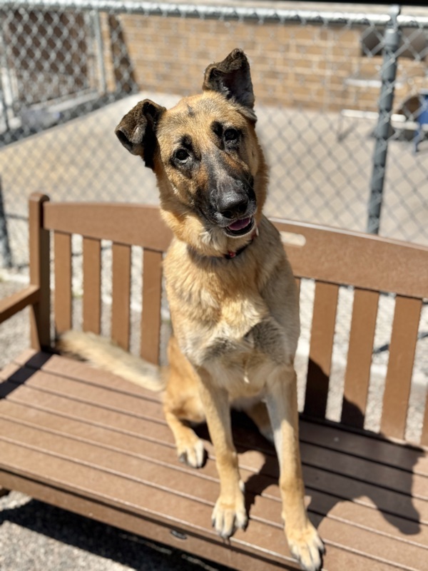 Rosie, an adoptable German Shepherd Dog in Duluth, MN, 55802 | Photo Image 1