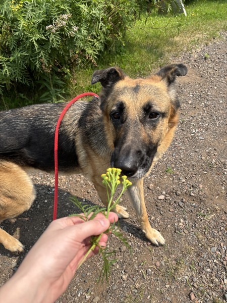 Rosie, an adoptable German Shepherd Dog in Duluth, MN, 55802 | Photo Image 2