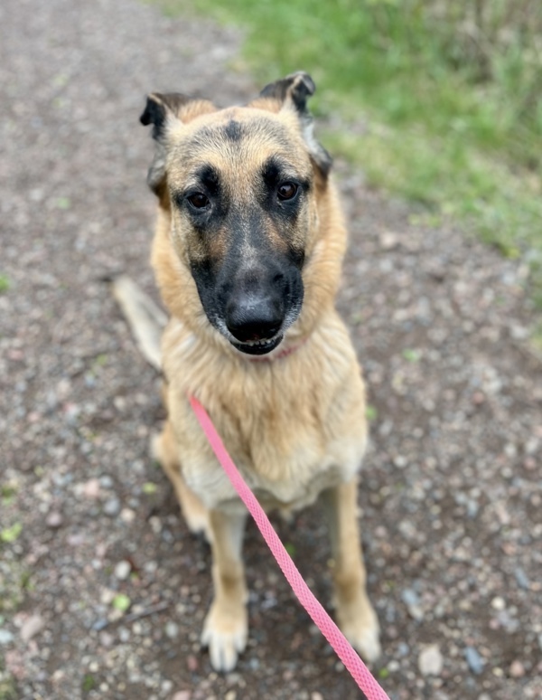 Rosie, an adoptable German Shepherd Dog in Duluth, MN, 55802 | Photo Image 3