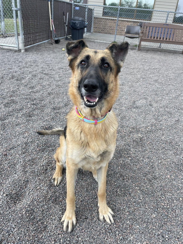 Rosie, an adoptable German Shepherd Dog in Duluth, MN, 55802 | Photo Image 3
