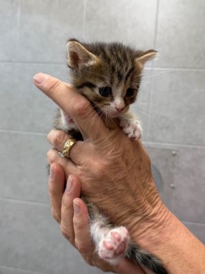 Harmony, Baby Female Domestic Short Hair