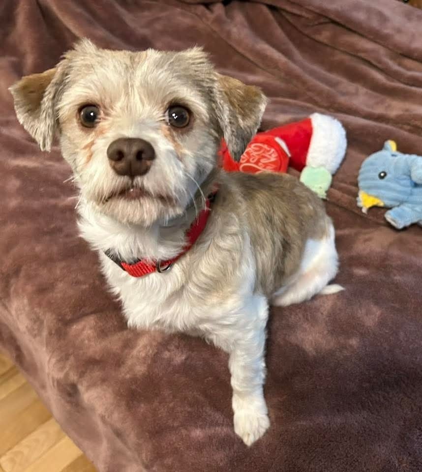 Willie, an adoptable Havanese in Wausau, WI, 54401 | Photo Image 1