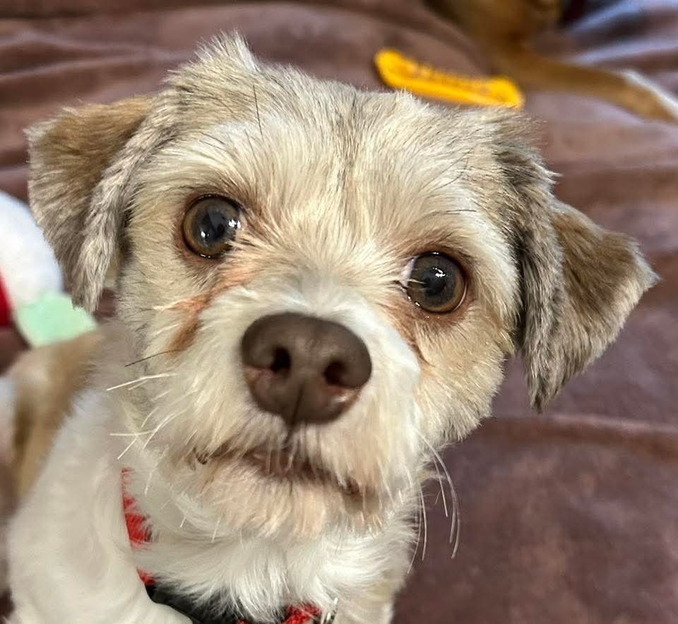 Willie, an adoptable Havanese in Wausau, WI, 54401 | Photo Image 2
