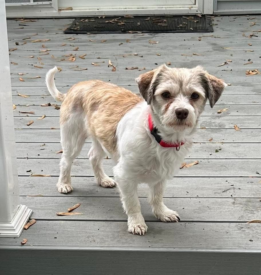 Willie, an adoptable Havanese in Wausau, WI, 54401 | Photo Image 3