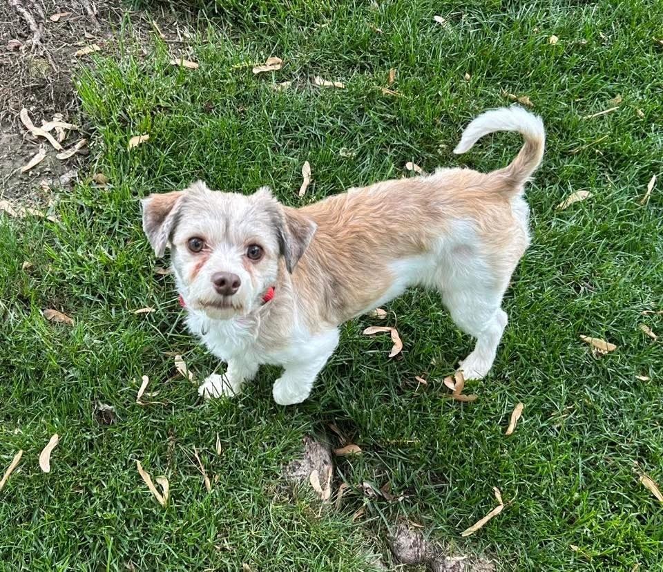 Willie, an adoptable Havanese in Wausau, WI, 54401 | Photo Image 5