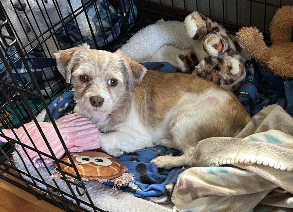Willie, an adoptable Havanese in Wausau, WI, 54401 | Photo Image 6