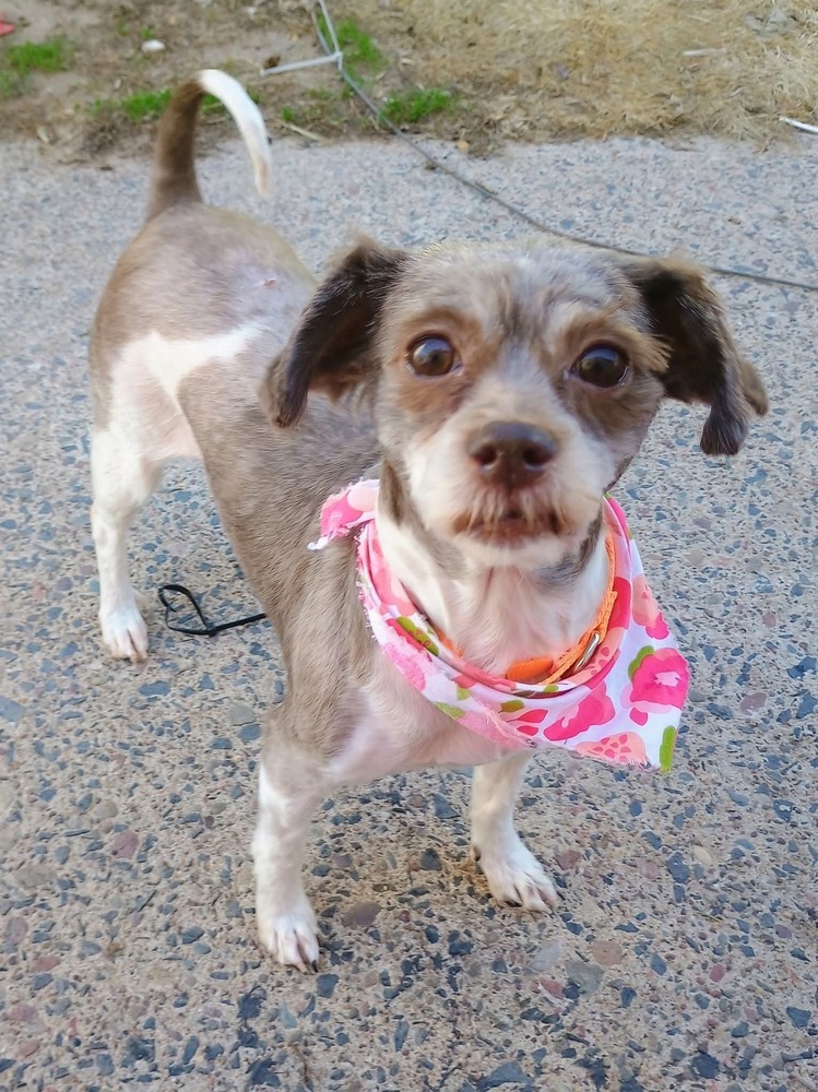 Akoya, an adoptable Havanese in Wausau, WI, 54401 | Photo Image 1
