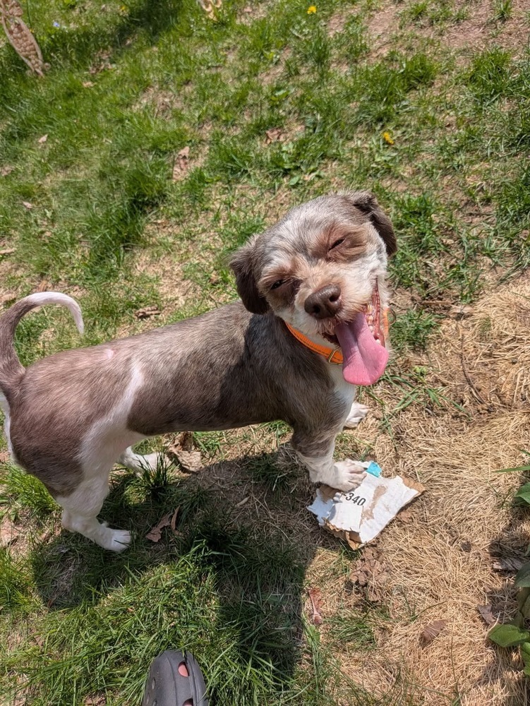 Akoya, an adoptable Havanese in Wausau, WI, 54401 | Photo Image 2