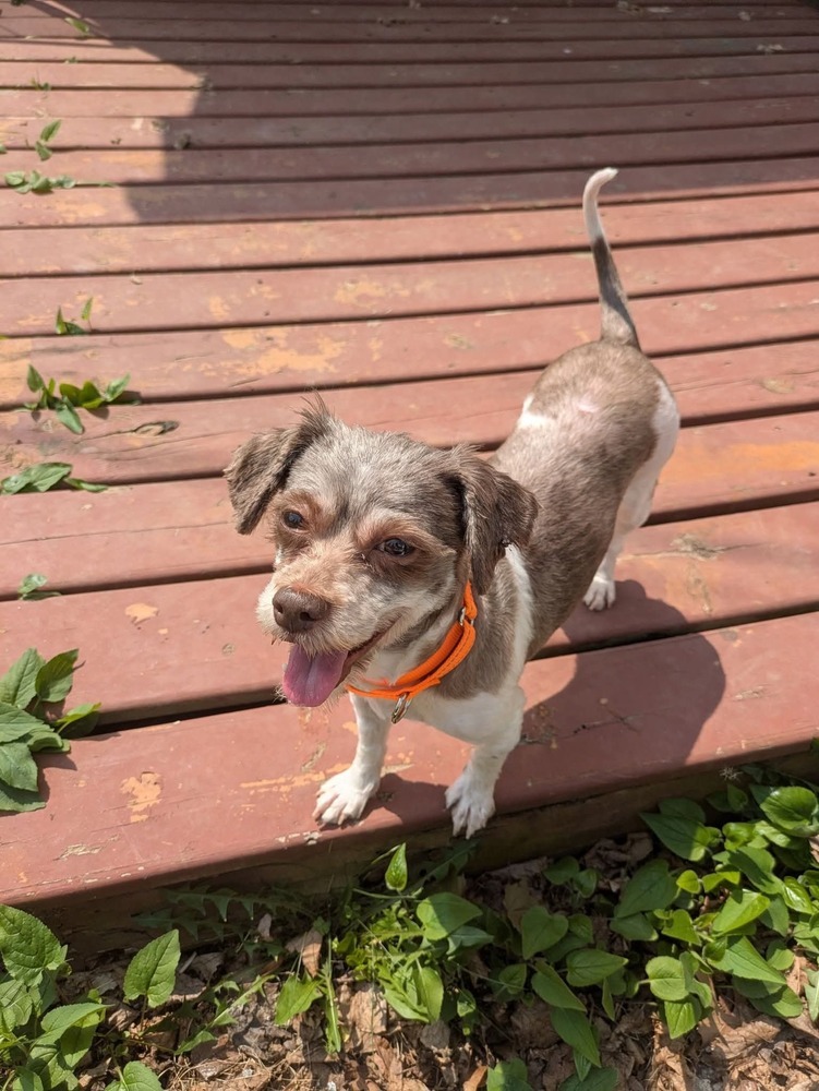 Akoya, an adoptable Havanese in Wausau, WI, 54401 | Photo Image 3