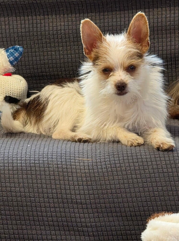 Mr. Peanut