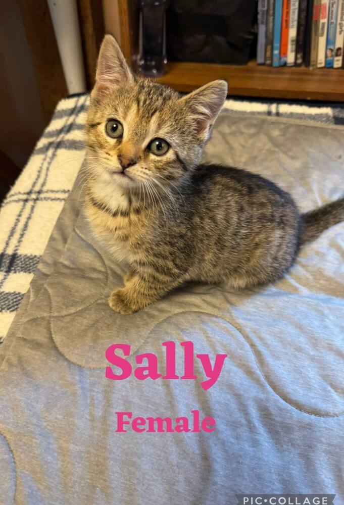 Sally 3