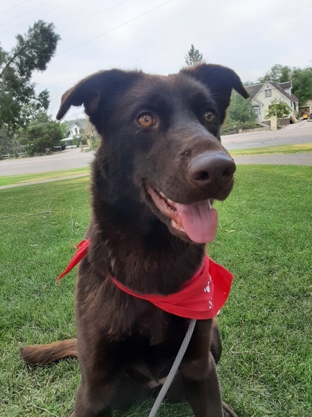 Railey 44218, an adoptable Labrador Retriever in Pocatello, ID, 83205 | Photo Image 1