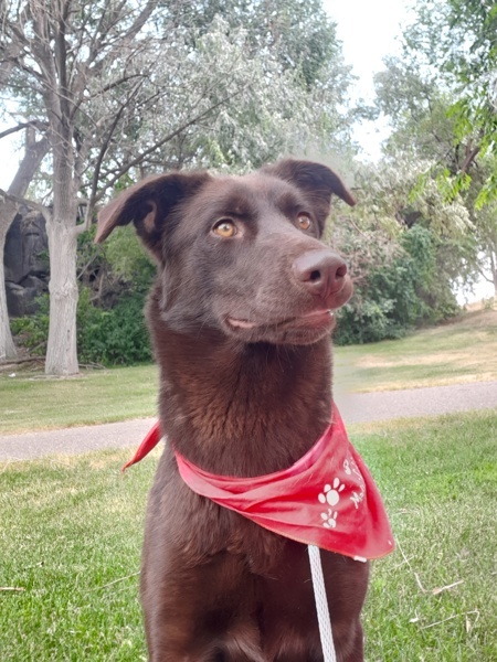 Railey 44218, an adoptable Labrador Retriever in Pocatello, ID, 83205 | Photo Image 2