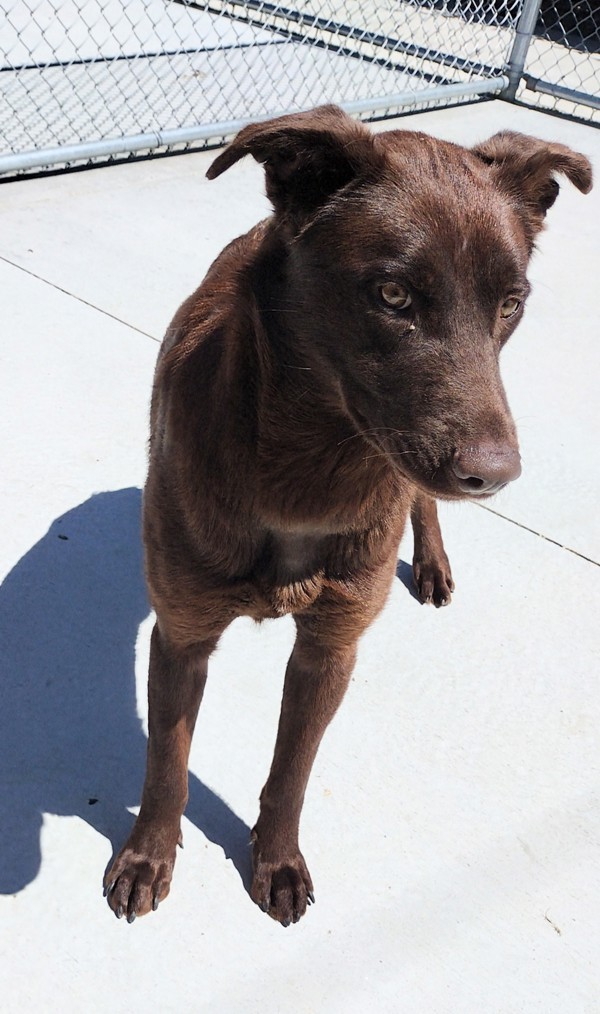 Railey 44218, an adoptable Labrador Retriever in Pocatello, ID, 83205 | Photo Image 3