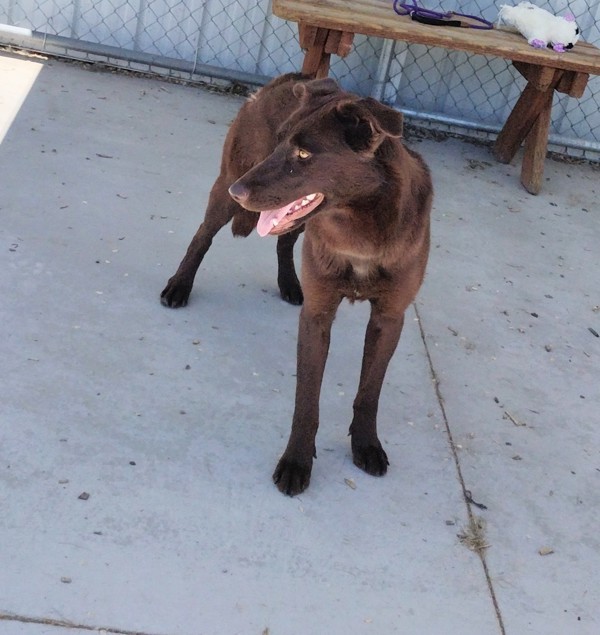Railey 44218, an adoptable Labrador Retriever in Pocatello, ID, 83205 | Photo Image 4