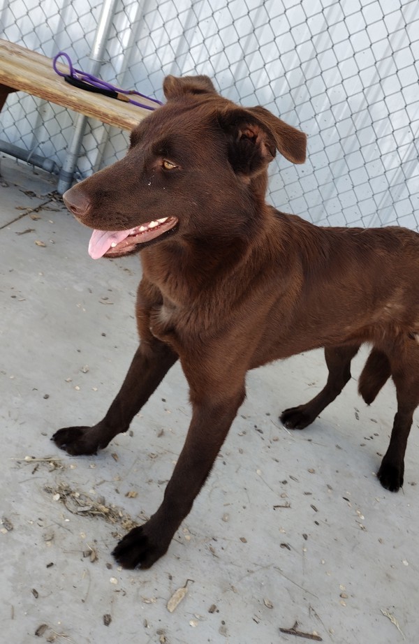 Railey 44218, an adoptable Labrador Retriever in Pocatello, ID, 83205 | Photo Image 5
