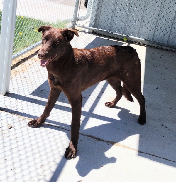 Railey 44218, an adoptable Labrador Retriever in Pocatello, ID, 83205 | Photo Image 6