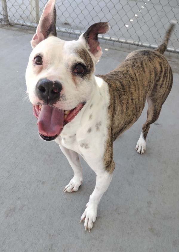 Flint 40223, an adoptable Pit Bull Terrier in Pocatello, ID, 83205 | Photo Image 1