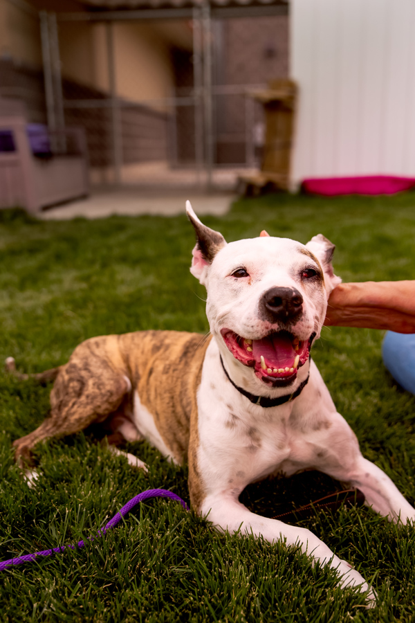 Flint 40223, an adoptable Pit Bull Terrier in Pocatello, ID, 83205 | Photo Image 1