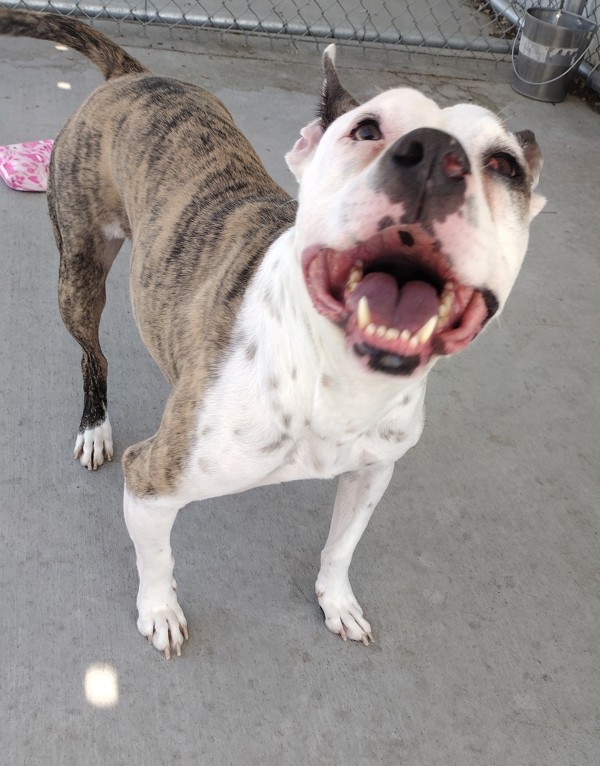 Flint 40223, an adoptable Pit Bull Terrier in Pocatello, ID, 83205 | Photo Image 2
