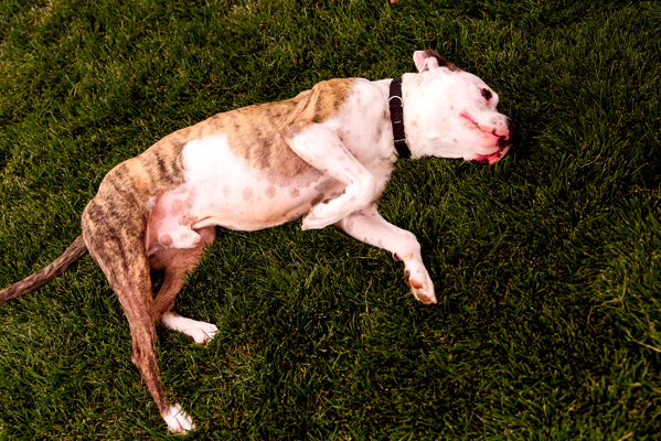 Flint 40223, an adoptable Pit Bull Terrier in Pocatello, ID, 83205 | Photo Image 2