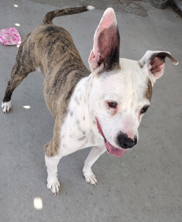 Flint 40223, an adoptable Pit Bull Terrier in Pocatello, ID, 83205 | Photo Image 3