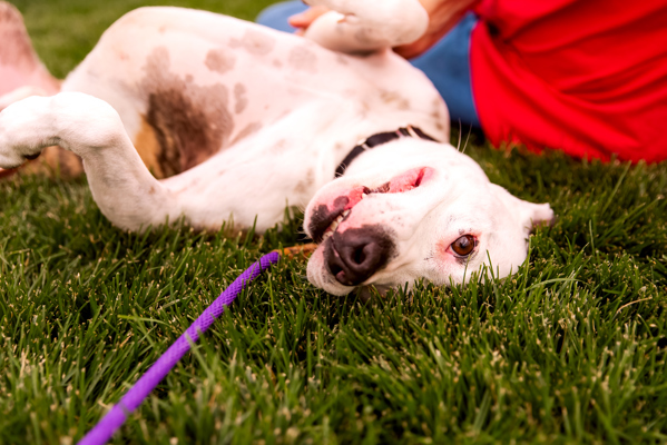 Flint 40223, an adoptable Pit Bull Terrier in Pocatello, ID, 83205 | Photo Image 3