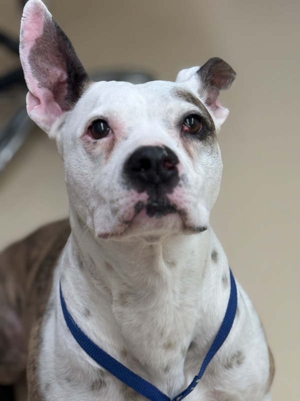 Flint 40223, an adoptable Pit Bull Terrier in Pocatello, ID, 83205 | Photo Image 4