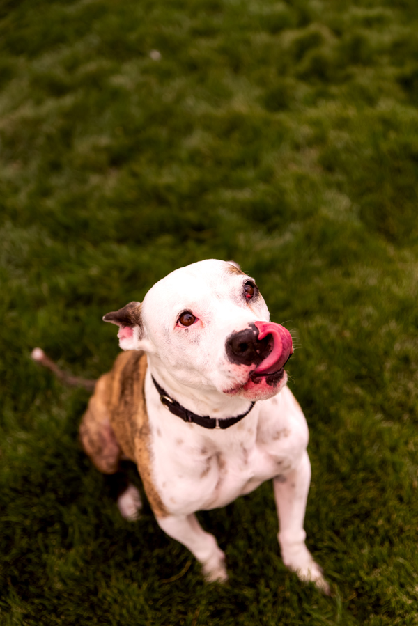 Flint 40223, an adoptable Pit Bull Terrier in Pocatello, ID, 83205 | Photo Image 4