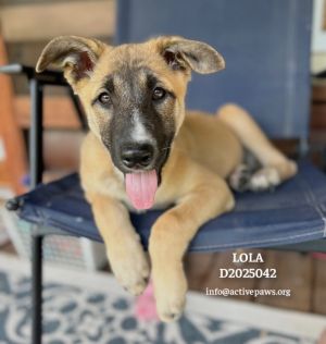 Lola, Young Female unknown