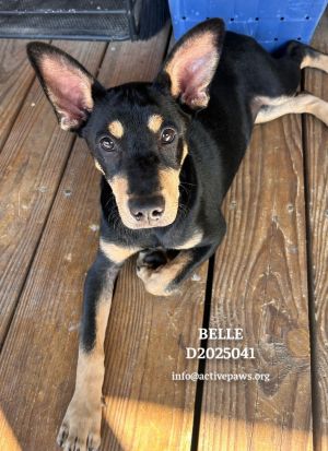 Belle, Young Female unknown