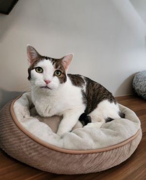 Pookie, Adult Female Domestic Short Hair