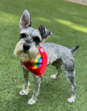 Meet Luthen A few weeks ago we visited a metro Atlanta area shelter just to take a look around and