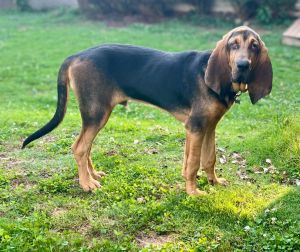 Meet William William is a 6-7 month old as of June 12025 bloodhound who somehow landed himself i