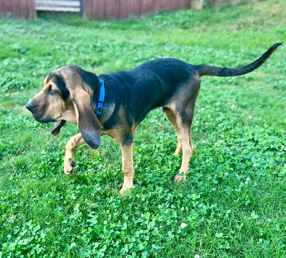 William, an adoptable Bloodhound in Dunwoody, GA, 30338 | Photo Image 2