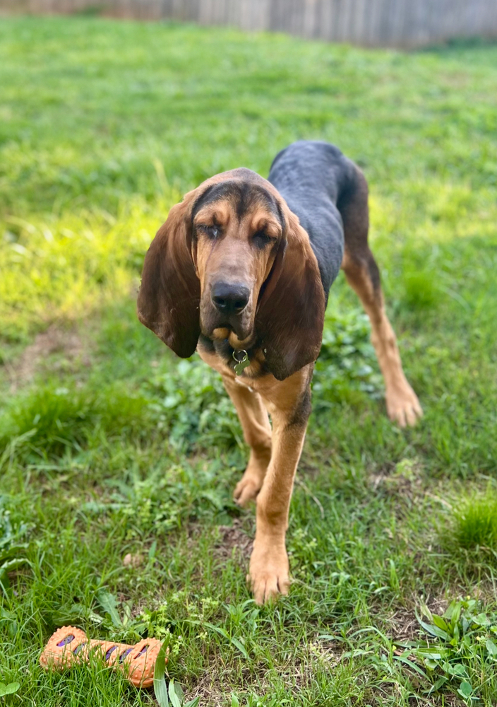 William, an adoptable Bloodhound in Dunwoody, GA, 30338 | Photo Image 3