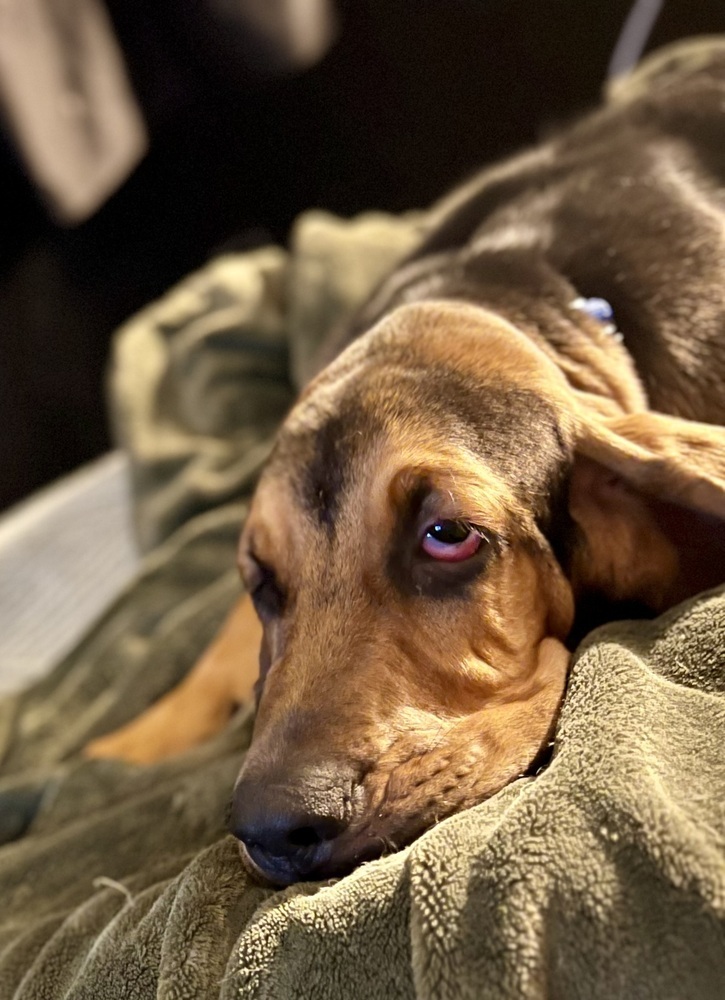 William, an adoptable Bloodhound in Dunwoody, GA, 30338 | Photo Image 4