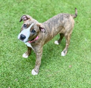 Meet Cricket Mid-May 2025 we put out an urgent call for help for 4 dog from Upson County that were
