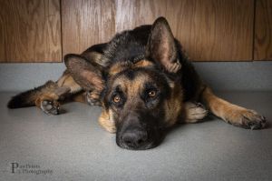 Dale came to us after suffering a stroke caused by heartworm disease He has since been treated for 