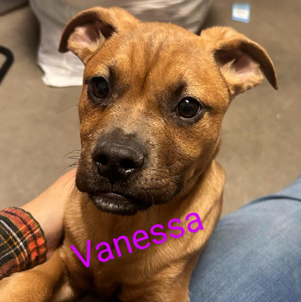 Vanessa