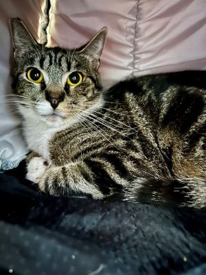 Primary Color Brown Tabby Secondary Color White Weight 97lbs Age 1yrs 0mths