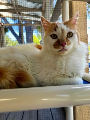 Hi Im Pumpkin Yes like the cozy autumn treat-and honestly Im just as sweet