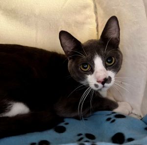 Hi Im Merv Im a soft-hearted slightly shy gentleman with a gentle soul and a big purr Youll u