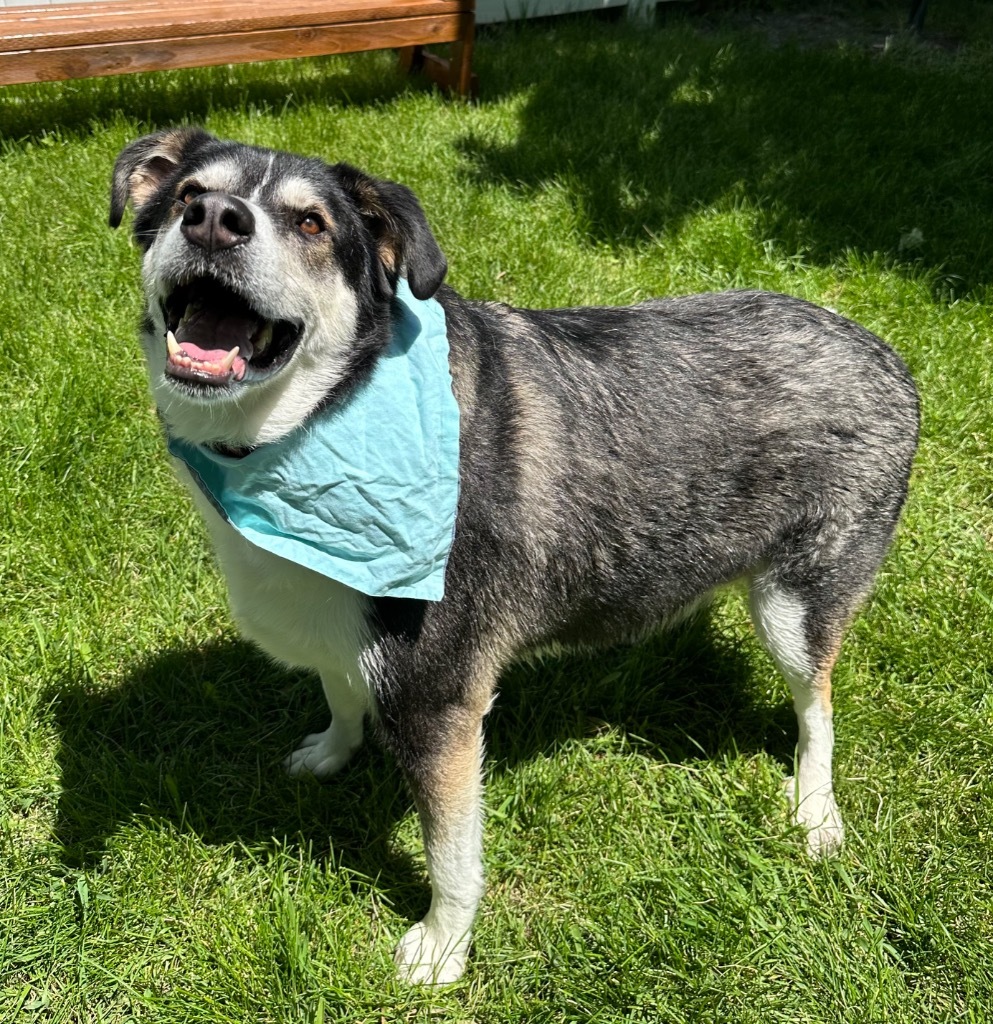 Ruckus, an adoptable Husky, Labrador Retriever in Logan, UT, 84323 | Photo Image 1