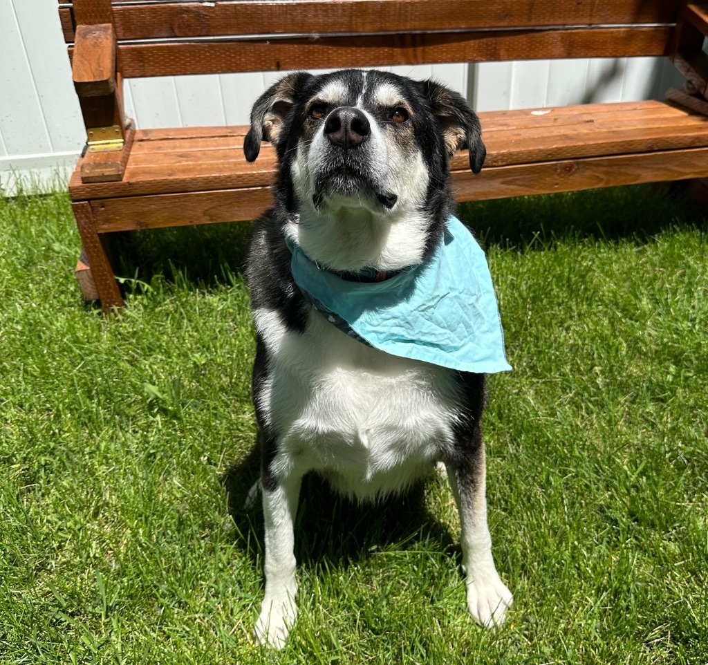 Ruckus, an adoptable Husky, Labrador Retriever in Logan, UT, 84323 | Photo Image 2