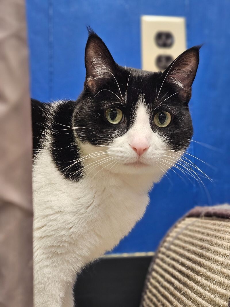 Fiona, an adoptable Domestic Short Hair in Yankton, SD, 57078 | Photo Image 1